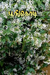 கவிஞர் முடியரசன் எழுதிய பூங்கொடி (தமிழ்மண் பதிப்பகம்) - Book Cover