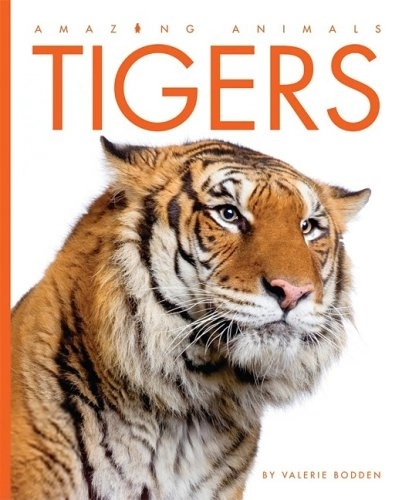 Valerie Bodden எழுதிய Tigers: Amazing Animals Series - Book Cover